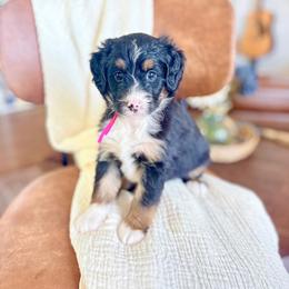 Jessie - Tri-color female Bernedoodle puppy in Buda, Illinois from Hamilton Farm Doodles