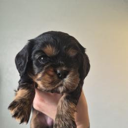 White girl - Black and tan female Cavalier King Charles Spaniel puppy in Medford, Oregon from Country Chic Cavaliers