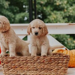 Golden Retriever Puppies from Morgan’s Heart of Gold Retrievers