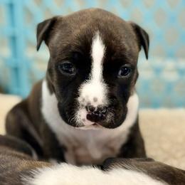 Joe - Brown brindle male American Staffordshire Terrier puppy in Clearwater, Florida from Whit's End Kennel
