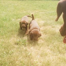 Labrador Retrievers from Whistling Wings Retrievers, LLC.