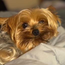 Becky - Yorkshire Terrier