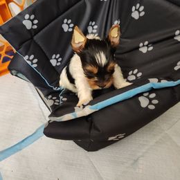 Yorkshire Terrier Puppies from Little Yorkie World Texas