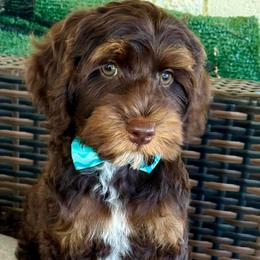 Nelson - Chocolate male Australian Labradoodle puppy in Anderson, California from Shaggy Doodles