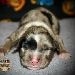 Cheyenne - Blue merle female Miniature Australian Shepherd puppy in El Dorado Springs, Missouri from HP Aussie Kennels