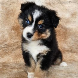 Blossom - Black tri female Miniature Australian Shepherd puppy in Sw, Wisconsin from Driftless Australian Shepherds