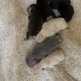 Blue Female with OFA Parents - Blue female French Bulldog puppy in Billings, Montana from Yellowstone Frenchies