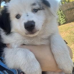 Miniature Australian Shepherd Puppies from Peace Creek Aussies