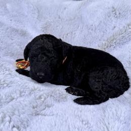 Georgia - Black female Poodle puppy in Roseville, California from Aura & Luxe Poodles