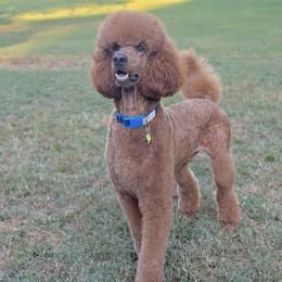 Ridge - Poodle