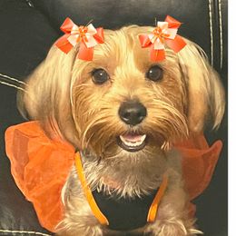 Aminah - Yorkshire Terrier