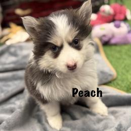 Peach - Blue female Pomsky puppy in Scandinavia, Wisconsin from Bonnie’s Little Fluffys