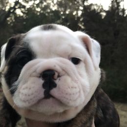 Bulldog Puppies from Jodi's Bulldogs