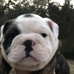 Bulldog Puppies from Jodi's Bulldogs