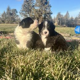 Black Boy 1 - Black and white male Border Collie puppy in Powell Butte, Oregon from Cascades Border Collies