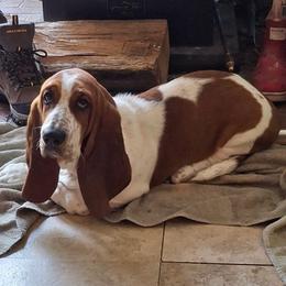 Abigail - Basset Hound