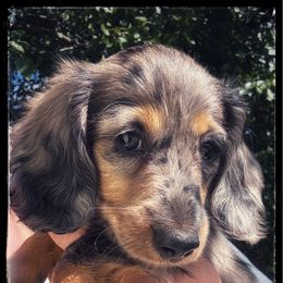 Twister (4500) dapple - Dapple female Dachshund puppy in Albany, Wisconsin from Deglow’s Doxies