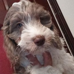 Saffron - Tri-color male Cavapoo puppy in East Providence, Rhode Island from Marta's Cavaliers