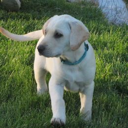 Labrador Retrievers from Mountain Rose Labradors