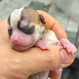 Girl 1 - Black sabled fawn female Chihuahua puppy in Westport, New York from Chantilly chihuahuas