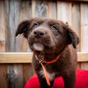 Border Collie, Golden Retriever, and Sporty Mix Puppies from Turbo Border Collies & Coltrievers