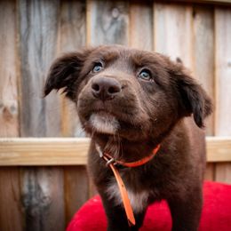 Border Collie, Golden Retriever, and Sporty Mix Puppies from Turbo Border Collies & Coltrievers