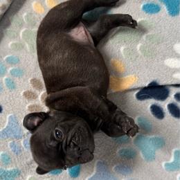 Green collar - Black and white female French Bulldog puppy in Livingston, Texas from Drake Home Frenchies