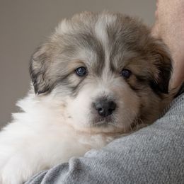 Great Pyrenees Puppies from Kings River Great Pyrenees