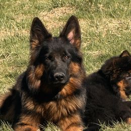 German Shepherd Puppies from Salty Raccoon Ranch German Shepherds