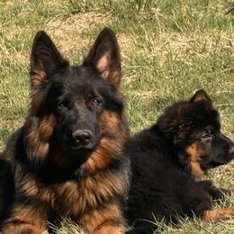 German Shepherd Puppies from Salty Raccoon Ranch German Shepherds