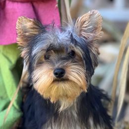 Grant - Black and tan male Yorkshire Terrier puppy in Decker, Michigan from Diane's Pups