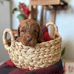 Boy 4 - Red  male Goldendoodle puppy in Washington, Illinois from Lola Bear Goldendoodles