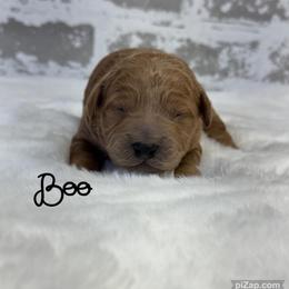 Boy 1 - Apricot male Goldendoodle puppy in Nortonville, Kentucky from Deb’s KY Doodles