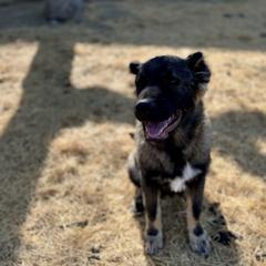 Charlie - Brindle male Armenian Gampr puppy in Tehachapi, California from Four Kings Ranch