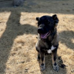 Charlie - Brindle male Armenian Gampr puppy in Tehachapi, California from Four Kings Ranch