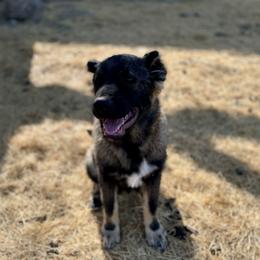 Charlie - Brindle male Armenian Gampr puppy in Tehachapi, California from Four Kings Ranch