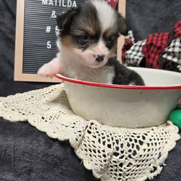 5 purple collar girl - Black and tan female Pembroke Welsh Corgi puppy in Harrisburg, Illinois from Parish Corgis