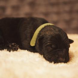 German Shepherd and Miniature American Shepherd Puppies from Sonnenhügel Shepherds