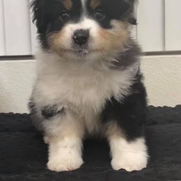 Miniature American Shepherd Puppies from Lynwood