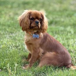 Cavalier King Charles Spaniels from Sundance Cavaliers
