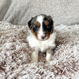 Boy 4 - Blue merle male Australian Shepherd puppy in Rochester, Massachusetts from Clover Creek Aussies