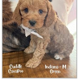 Indiana - Red male Cavapoo puppy in Fort Lupton, Colorado from Puppy Paws Colorado