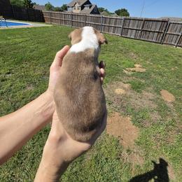 Boy 3 - Rocco - Red male Boston Terrier puppy in Sulphur Springs, Texas from B&B Bostons