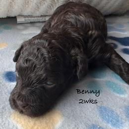 Benny - Chocolate male Yorkipoo puppy in Waldorf, Maryland from Luv My Yorkies, LLC
