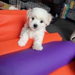 Bichon Frise Puppies from Amori's Royal Bichons