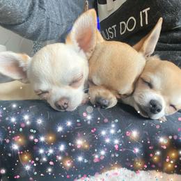 Chihuahuas from Butterfly Burrows Chihuahuas