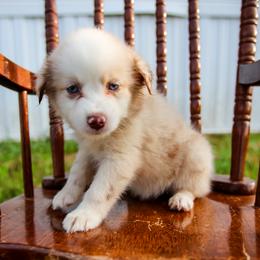 Barbie - Red merle female Australian Shepherd puppy in Alvin, Texas from Gulf Coast Aussies