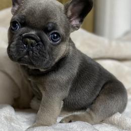 Bolt - Blue male French Bulldog puppy in Cullman, Alabama from Divine Hill Farm