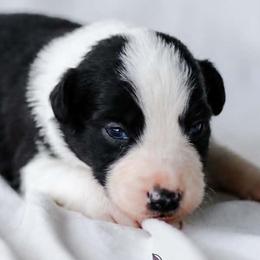 Nightshade - Black and white male Border Collie puppy in Opelousas, Louisiana from Zahara Border Collies