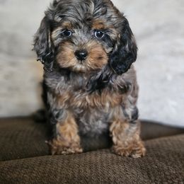 Aussiedoodle, Cockapoo, and Goldendoodle Puppies from Hilltop Doodles KY LLC